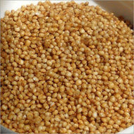 SDPMart Premium Barnyard (Kuthiraivali/Jhangora) Millet  - 1 Lbs