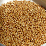 SDPMart Premium Barnyard (Kuthiraivali/Jhangora) Millet  - 1 Lbs